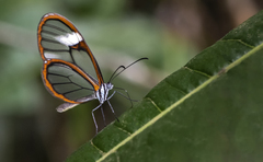 Pagyris cymothoe