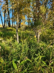 Sonchus arvensis uliginosus