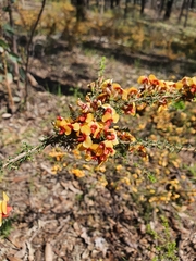 Dillwynia phylicoides