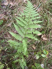 Athyrium angustum