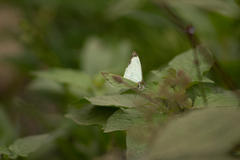 Leptophobia
