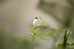 Leptophobia