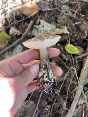 Leccinum snellii