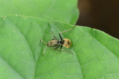 Myrma