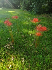 Lycoris radiata