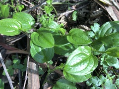 Hackelia latifolia