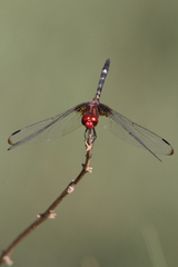 Dythemis fugax