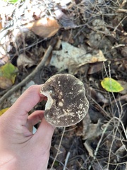 Leccinum snellii
