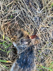 Peromyscus sonoriensis