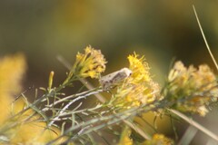 Heliothis phloxiphaga