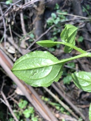 Hackelia latifolia
