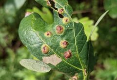 Callirhytis quercusfutilis