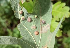 Callirhytis quercusfutilis