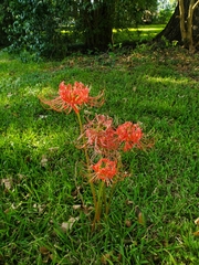 Lycoris radiata