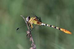 Erpetogomphus designatus