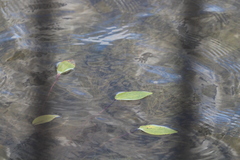 Potamogeton amplifolius