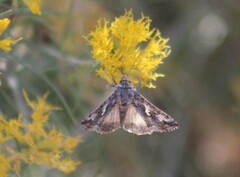 Autographa californica