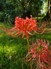 Lycoris radiata