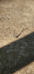 Argia apicalis