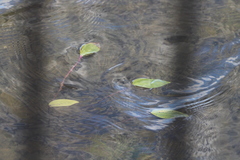 Potamogeton amplifolius