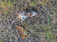 Peromyscus sonoriensis