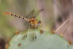 Erpetogomphus designatus