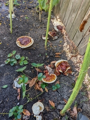 Ganoderma polychromum