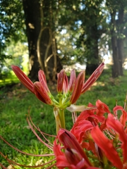 Lycoris radiata