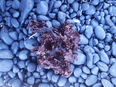 Cryptopleureae