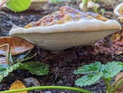 Ganoderma polychromum