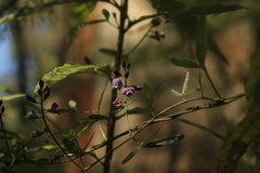 Glycine tabacina
