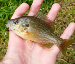 Lepomis macrochirus × cyanellus