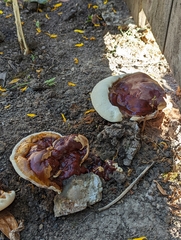Ganoderma polychromum