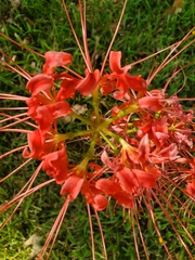 Lycoris radiata