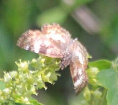 Chiomara georgina