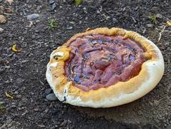 Ganoderma polychromum