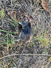 Peromyscus sonoriensis