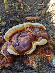 Ganoderma polychromum