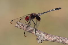 Dythemis fugax