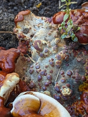 Ganoderma polychromum