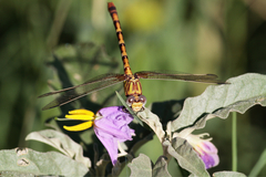 Erpetogomphus designatus