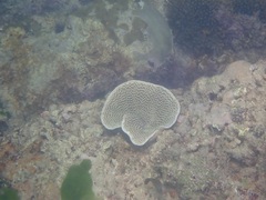 Anthozoa