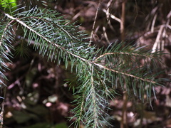Picea sitchensis