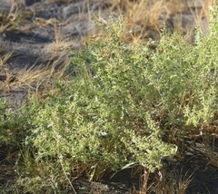 Cyclachaena xanthiifolia
