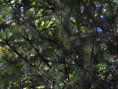 Picea sitchensis