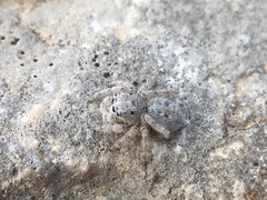 Attulus distinguendus