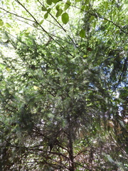 Picea sitchensis