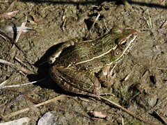 Lithobates blairi