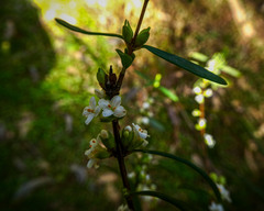 Pimelea axiflora axiflora