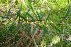 Pimelea axiflora axiflora